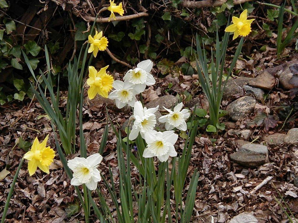 Photo of Daffodils (Narcissus) uploaded by RoseBlush1