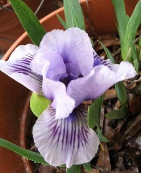Photo of Standard Dwarf Bearded Iris (Iris 'Awake') uploaded by grannysgarden