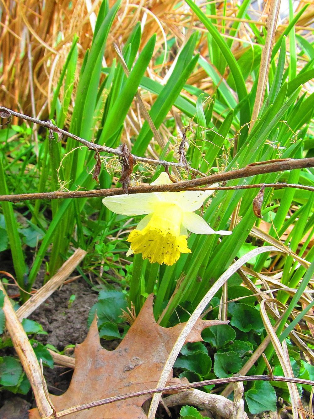 Photo of Trumpet Daffodil (Narcissus 'Topolino') uploaded by jmorth
