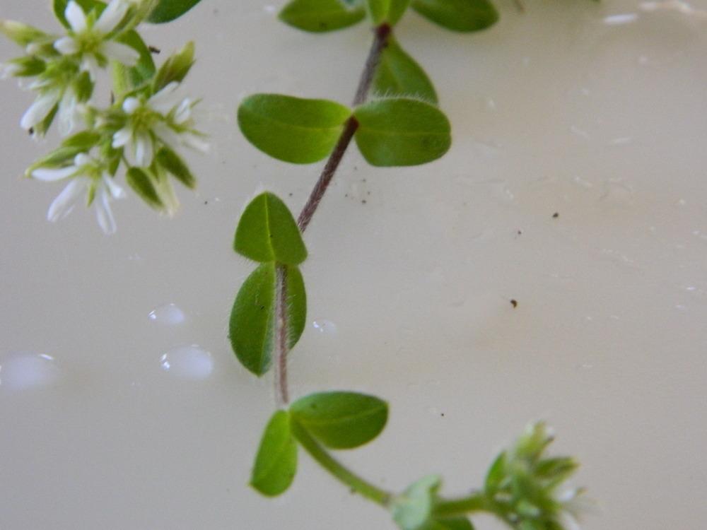 Photo of Mouse-Ear Chickweed (Cerastium fontanum) uploaded by wildflowers