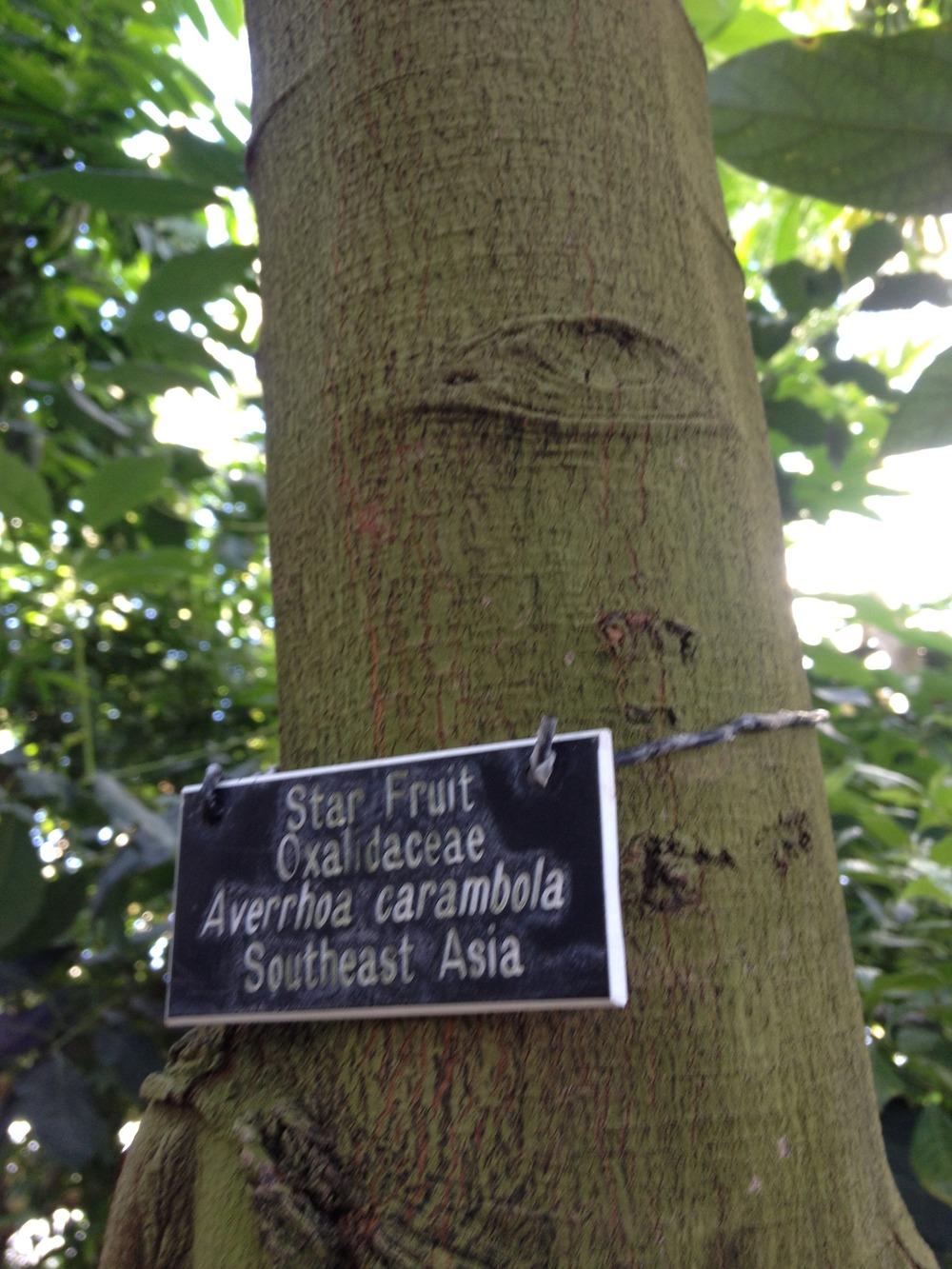 Photo of Star Fruit (Averrhoa carambola) uploaded by Anderwood