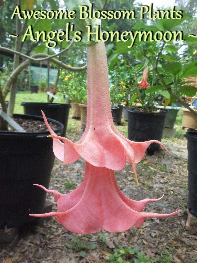 Photo of Angel Trumpet (Brugmansia 'Angels Honeymoon') uploaded by AwesomeBlossomPlants