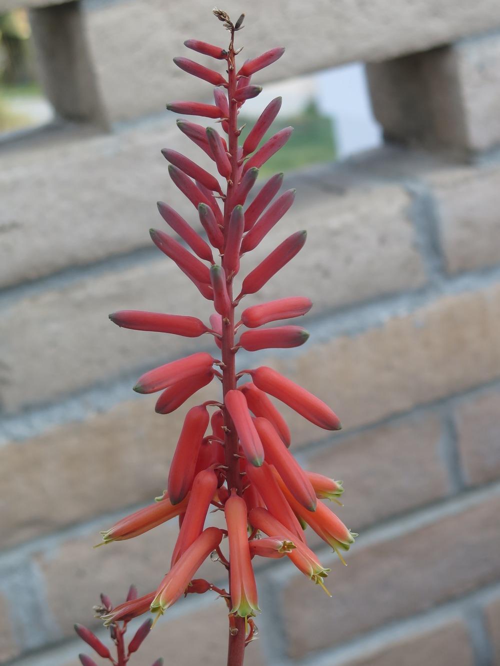 Photo of Sunset Aloe (Aloe dorotheae) uploaded by Baja_Costero