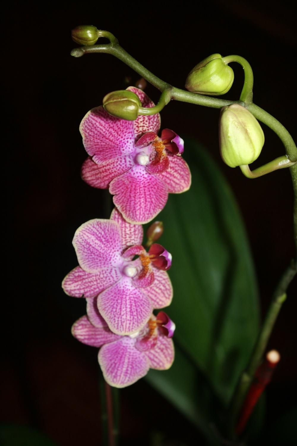 Photo of Moth Orchid (Phalaenopsis) uploaded by Daylilybaby