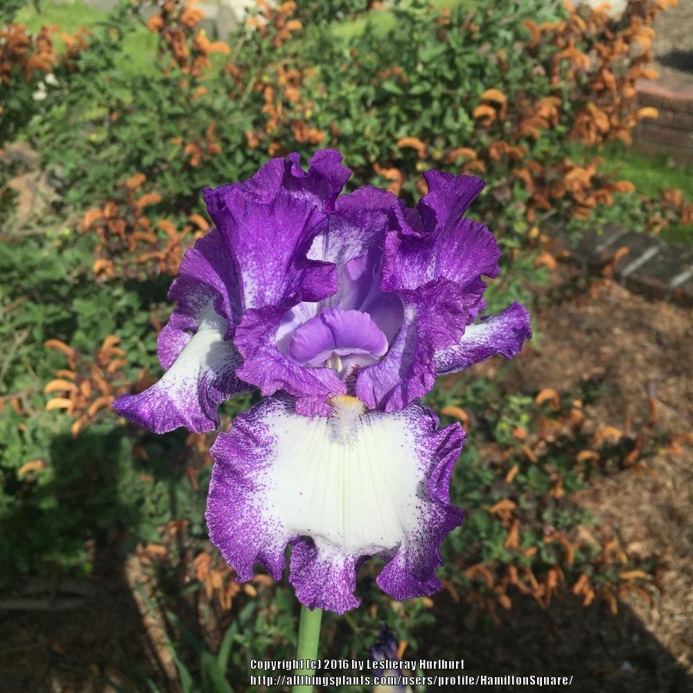 Photo of Tall Bearded Iris (Iris 'Jesse's Song') uploaded by HamiltonSquare