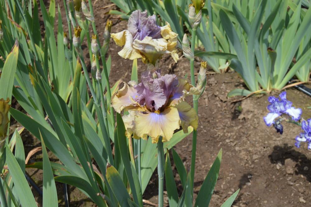 Photo of Tall Bearded Iris (Iris 'Land Down Under') uploaded by KentPfeiffer