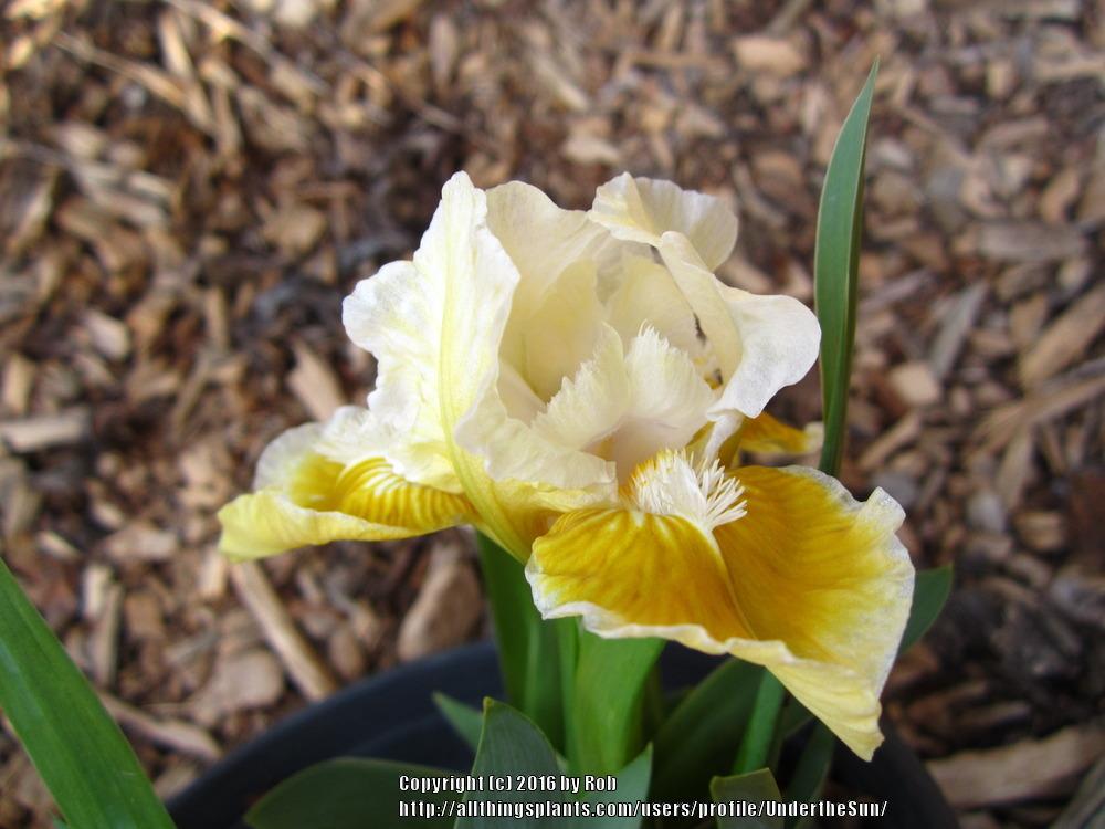 Photo of Standard Dwarf Bearded Iris (Iris 'With Castanets') uploaded by UndertheSun
