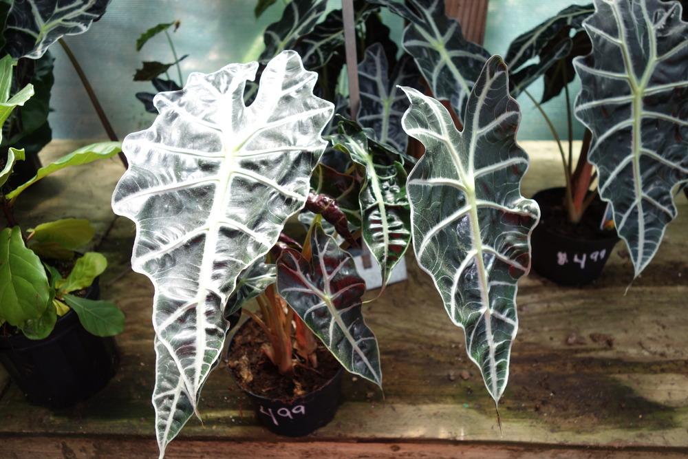 Photo of African Mask (Alocasia 'Polly') uploaded by mellielong