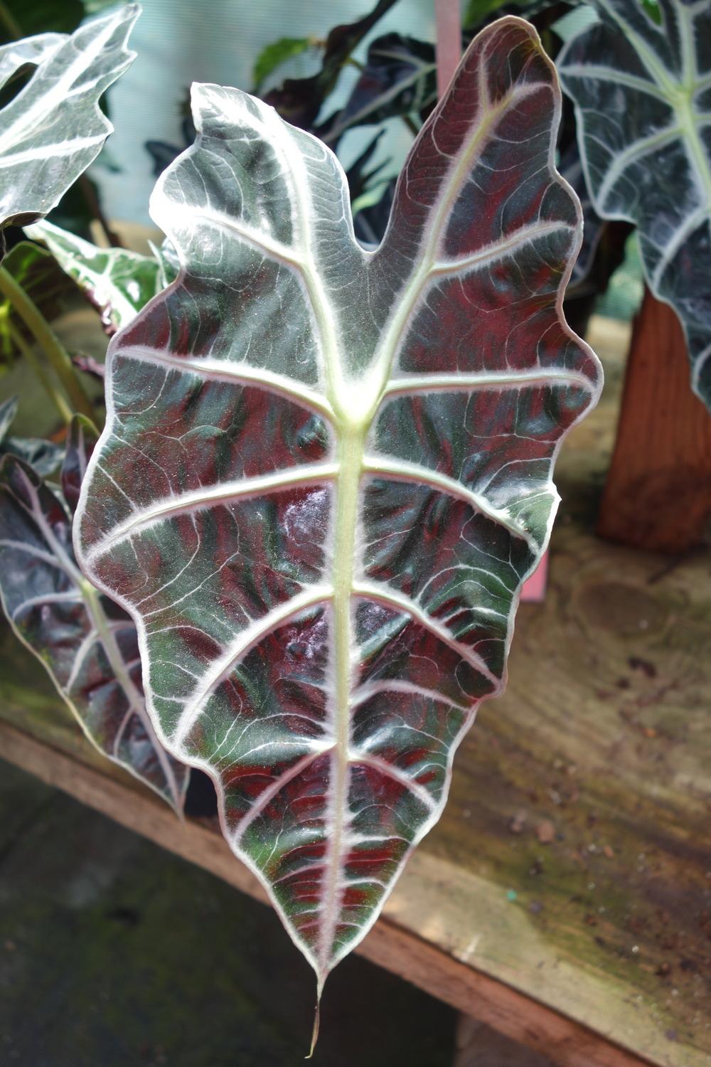 Photo of African Mask (Alocasia 'Polly') uploaded by mellielong