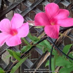 Location: Orangeburg, SC
Date: 2016-03-21
Mandevilla 'Alice Dupont' Blooms