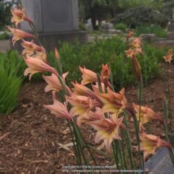 Location: Hamilton Square Garden, Historic City Cemetery, Sacramento CA.
Date: 2016-03-21
Zone 9b. A good increase from last year.