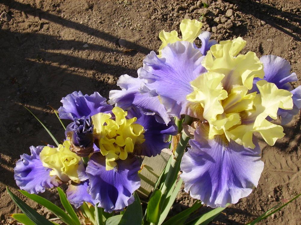 Photo of Tall Bearded Iris (Iris 'Edith Wolford') uploaded by HemNorth