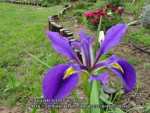 Photo of Dutch Iris (Iris x hollandica 'Blue Magic') uploaded by Jolana