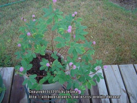 Photo of Sensitive Plant (Mimosa pudica) uploaded by Jolana