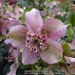 Location: Harlow Carr plant centre, Yorkshire, UK
Date: 2016-03-22