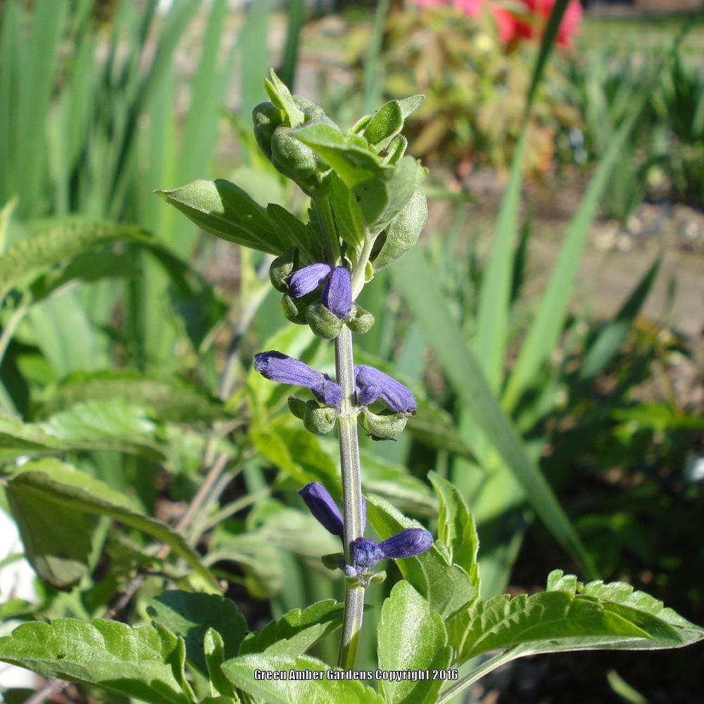 Photo of Mealycup Sage (Salvia farinacea 'Victoria Blue') uploaded by lovemyhouse