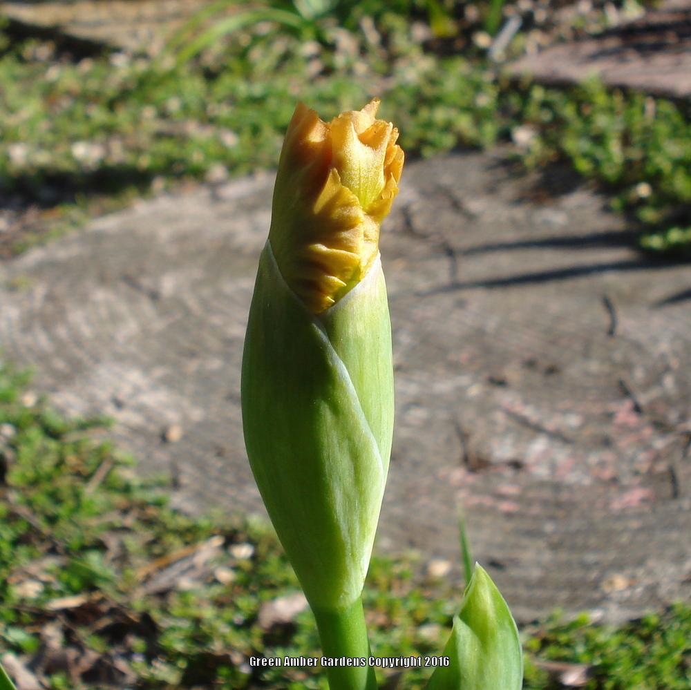 Photo of Standard Dwarf Bearded Iris (Iris 'All Ruffled Up') uploaded by lovemyhouse