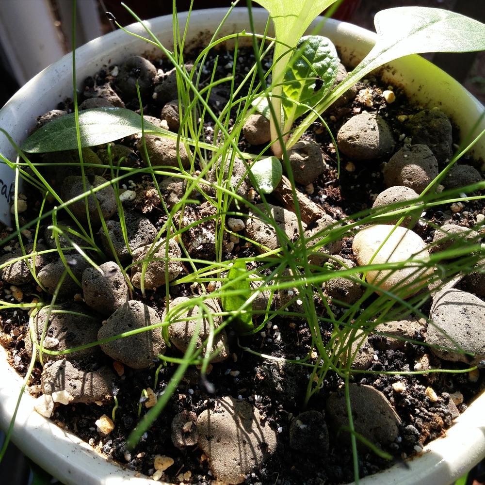 Photo of Chives (Allium schoenoprasum) uploaded by MrGrimGarden