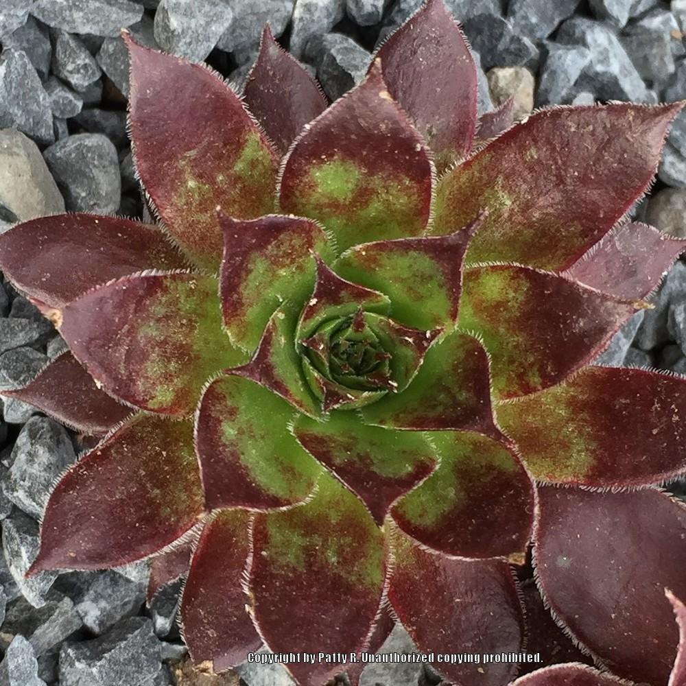 Photo of Hen and Chicks (Sempervivum 'Lord Morton') uploaded by Patty