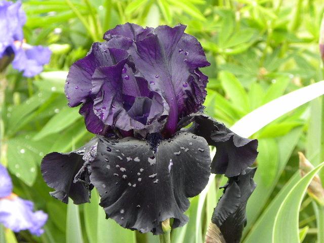 Photo of Tall Bearded Iris (Iris 'Black Is Black') uploaded by SassyCat