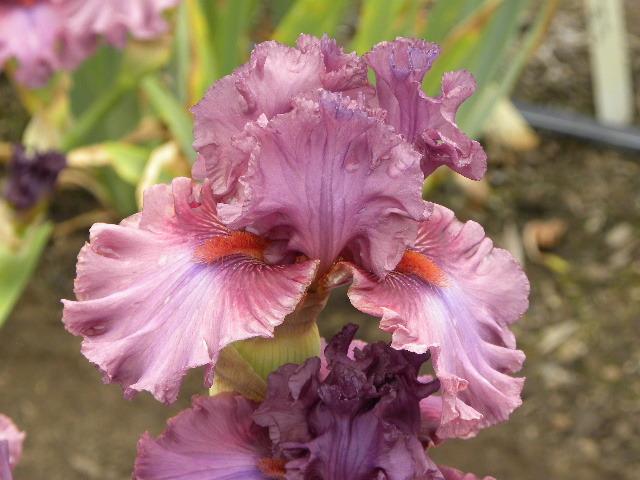 Photo of Tall Bearded Iris (Iris 'Asian Plum') uploaded by SassyCat