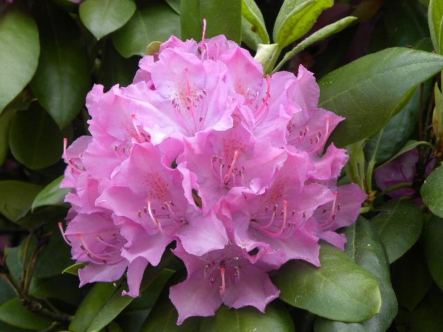 Photo of Rhododendrons (Rhododendron) uploaded by SassyCat