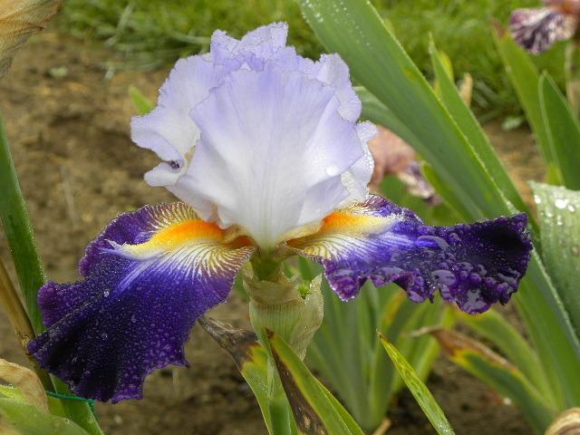 Photo of Tall Bearded Iris (Iris 'Bob's Pride') uploaded by SassyCat