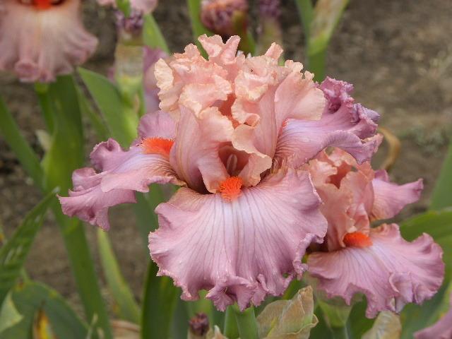 Photo of Tall Bearded Iris (Iris 'Abiding Love') uploaded by SassyCat
