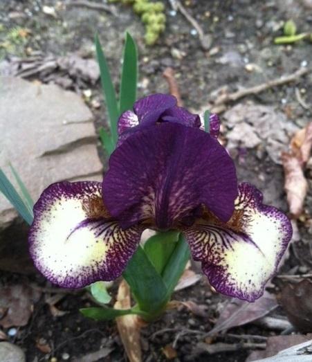 Photo of Standard Dwarf Bearded Iris (Iris 'Ballistic') uploaded by grannysgarden