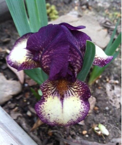 Photo of Standard Dwarf Bearded Iris (Iris 'Ballistic') uploaded by grannysgarden