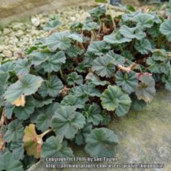 Location: RHS Harlow Carr alpine house, Yorkshire, UK
Date: 2016-03-22
Early season leaves