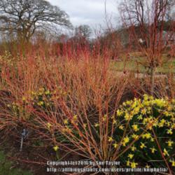 Location: RHS Harlow Carr, Yorkshire, UK
Date: 2016-03-22
Stunning winter colours with Salix alba