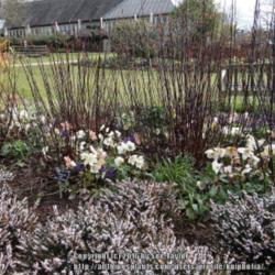 Location: RHS Harlow Carr, Yorkshire, UK
Date: 2016-03-22