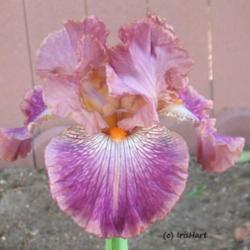 Location: Southern California zone 10a
Date: March 24, 2016
This iris has subtle bands of different color on the edges of pet
