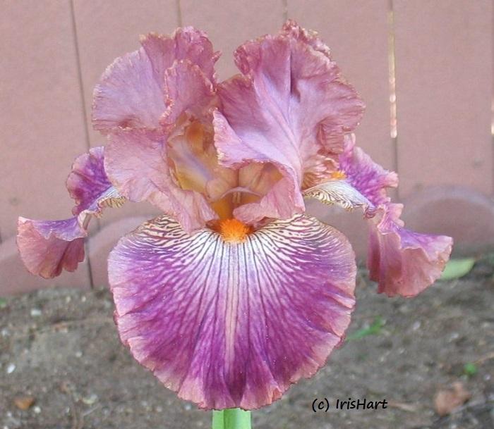 Photo of Tall Bearded Iris (Iris 'Art School') uploaded by IrisHart