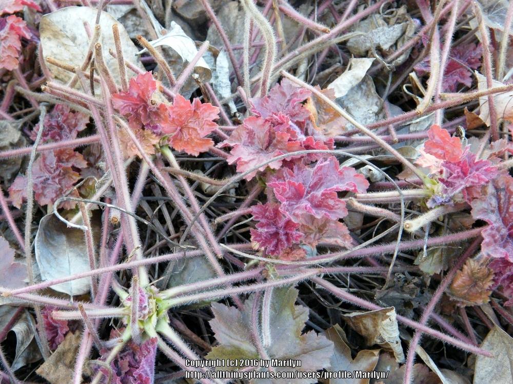 Photo of Coral Bells (Heuchera 'Southern Comfort') uploaded by Marilyn