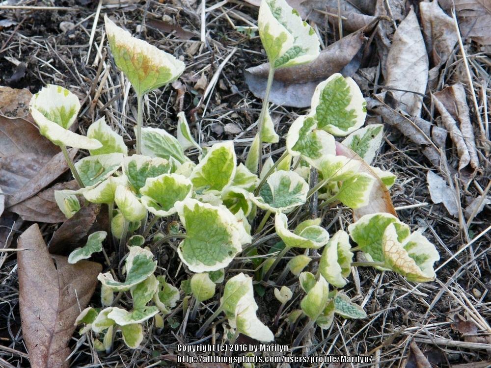 Photo of Variegated Siberian Bugloss (Brunnera macrophylla 'Hadspen Cream') uploaded by Marilyn