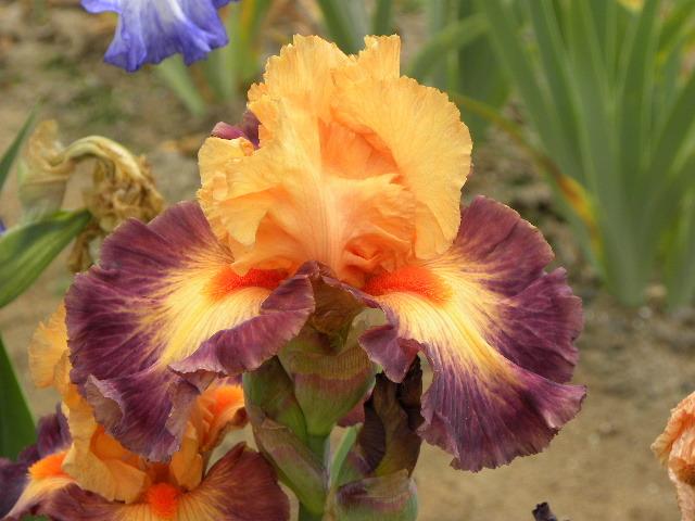 Photo of Tall Bearded Iris (Iris 'Brazilian Art') uploaded by SassyCat