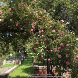 Location: Historic Rose Garden, Historic City Cemetery, Sacramento CA.
Date: 2016-03-24
Zone 9b.