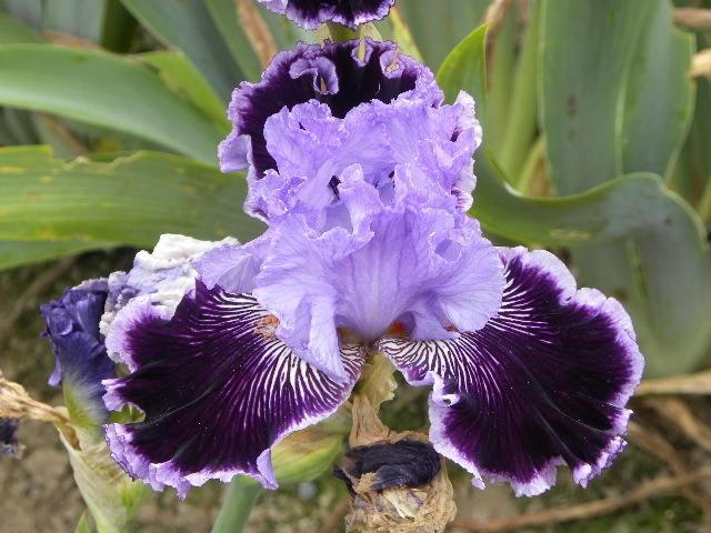 Photo of Tall Bearded Iris (Iris 'By Jeeves') uploaded by SassyCat