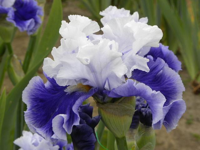 Photo of Tall Bearded Iris (Iris 'Billowing Waves') uploaded by SassyCat