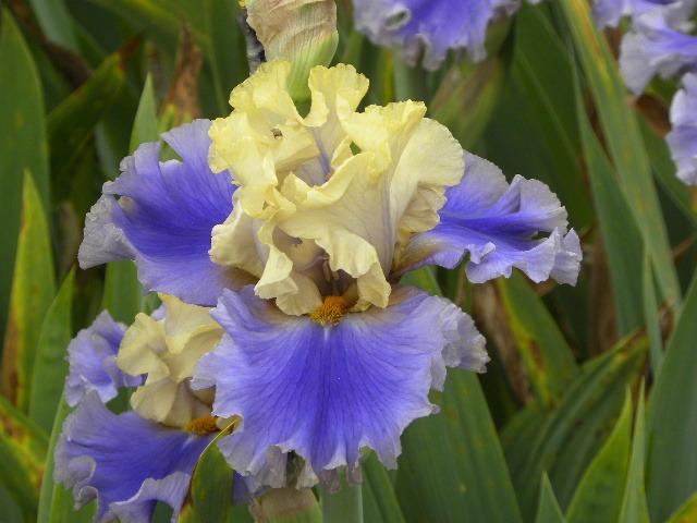 Photo of Tall Bearded Iris (Iris 'All Ashore') uploaded by SassyCat