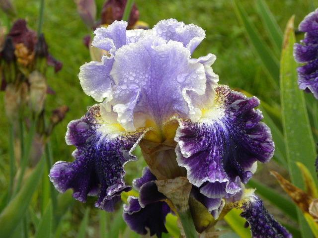 Photo of Tall Bearded Iris (Iris 'Belle Fille') uploaded by SassyCat