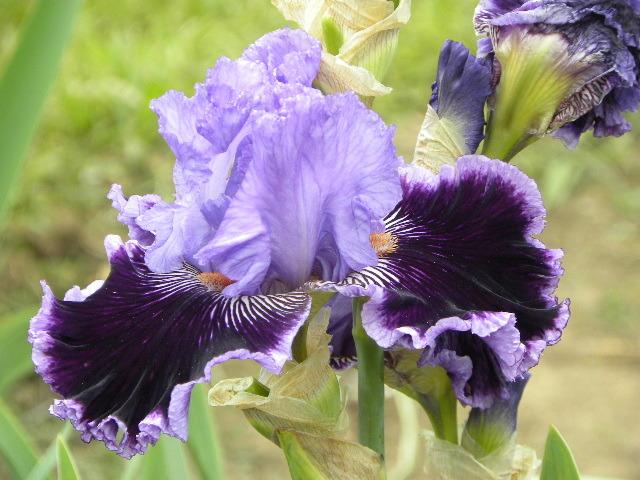 Photo of Tall Bearded Iris (Iris 'By Jeeves') uploaded by SassyCat