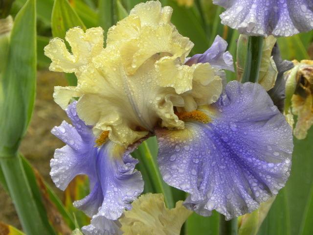 Photo of Tall Bearded Iris (Iris 'All Ashore') uploaded by SassyCat