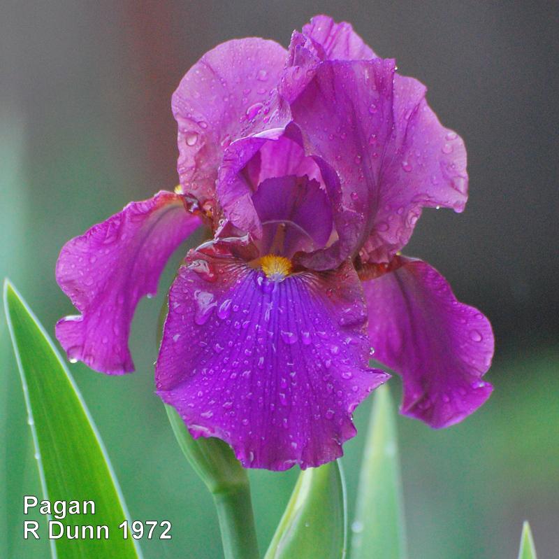 Photo of Tall Bearded Iris (Iris 'Pagan') uploaded by coboro