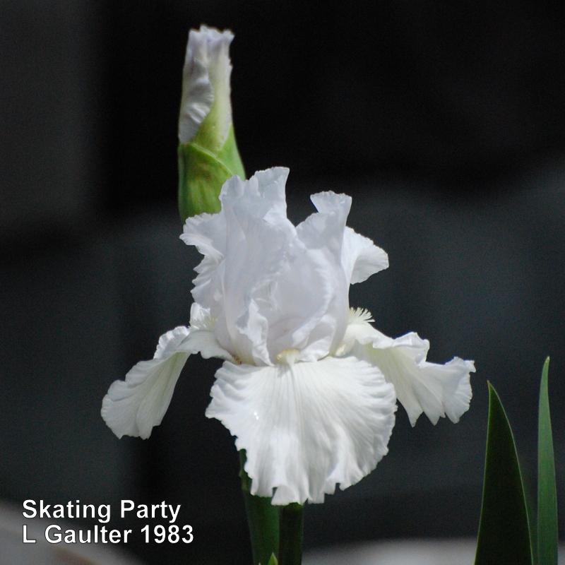 Photo of Tall Bearded Iris (Iris 'Skating Party') uploaded by coboro