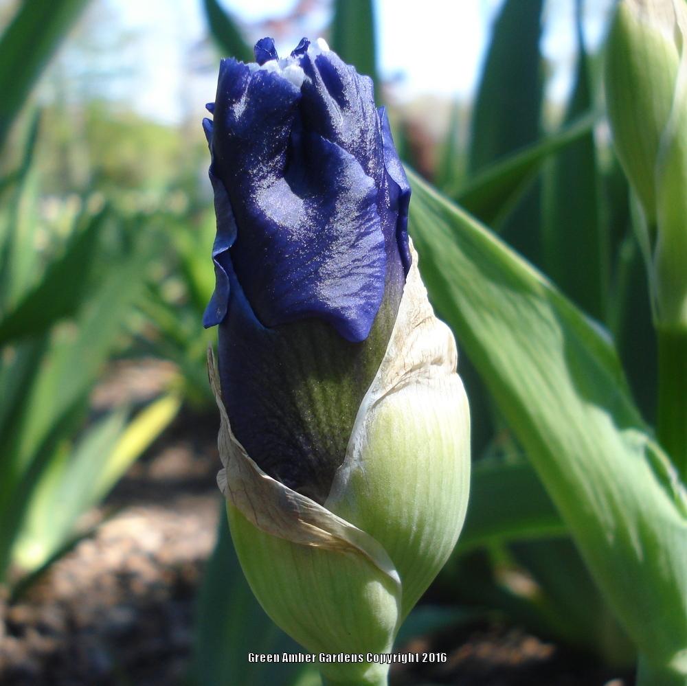 Photo of Tall Bearded Iris (Iris 'Mariposa Skies') uploaded by lovemyhouse
