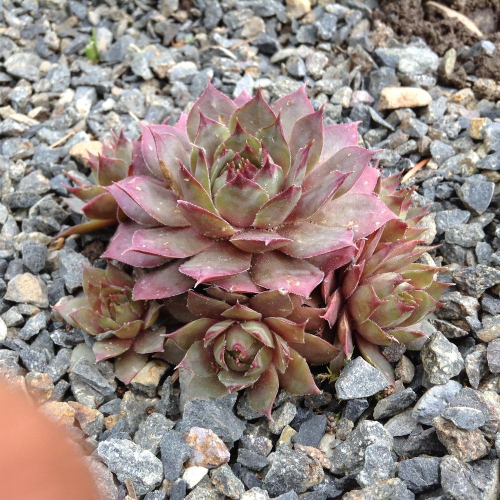 Photo of Hen and Chicks (Sempervivum 'Red Beauty') uploaded by tcstoehr