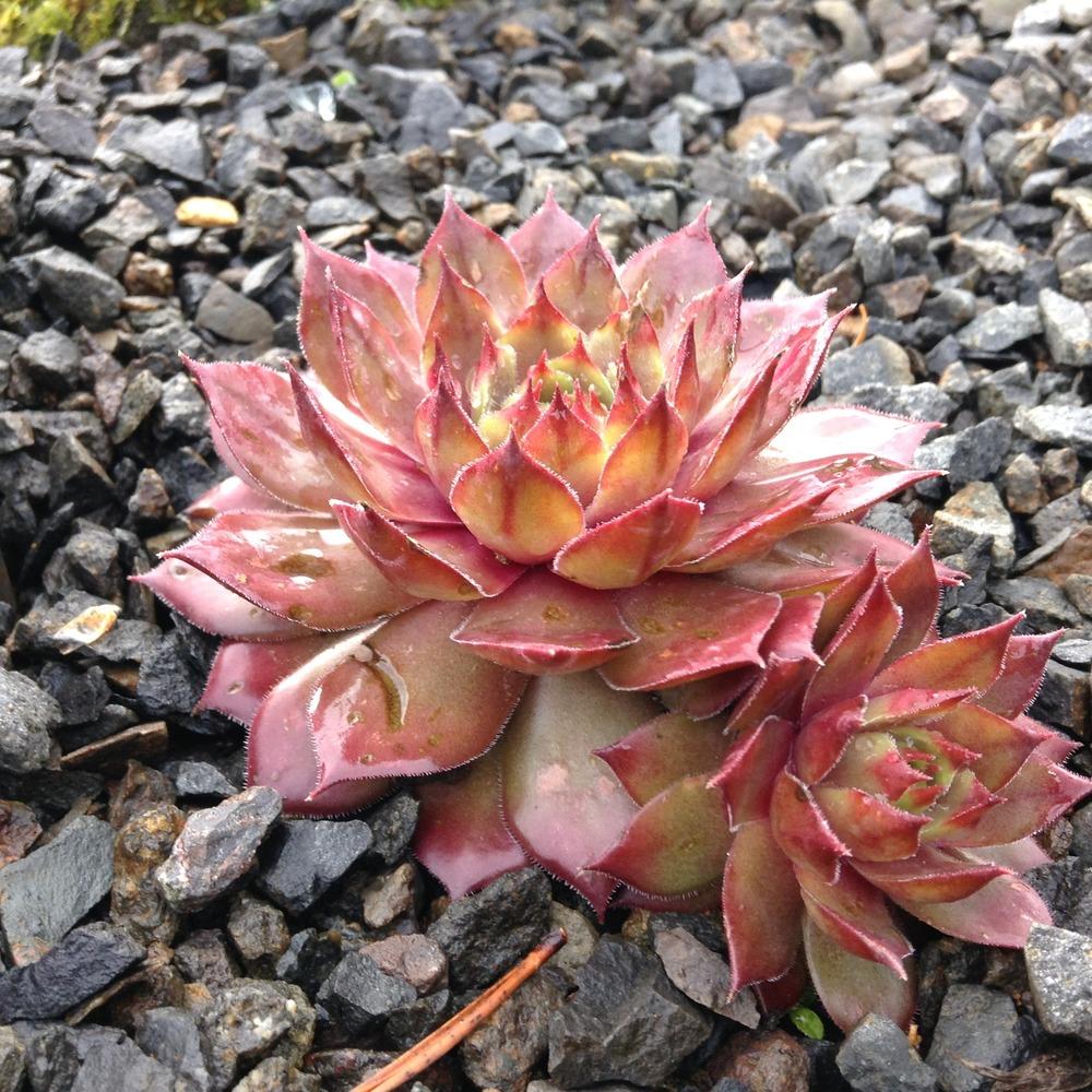 Photo of Hen and Chicks (Sempervivum 'Starshine') uploaded by tcstoehr
